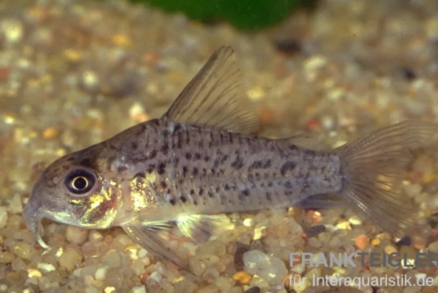Loreto Panzerwels, Corydoras loretoensis