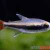 Loretosalmler, Hyphessobrycon loretoensis