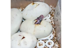 Lucky Reptile Herp Nursery III, Brut- & Klimaschrank