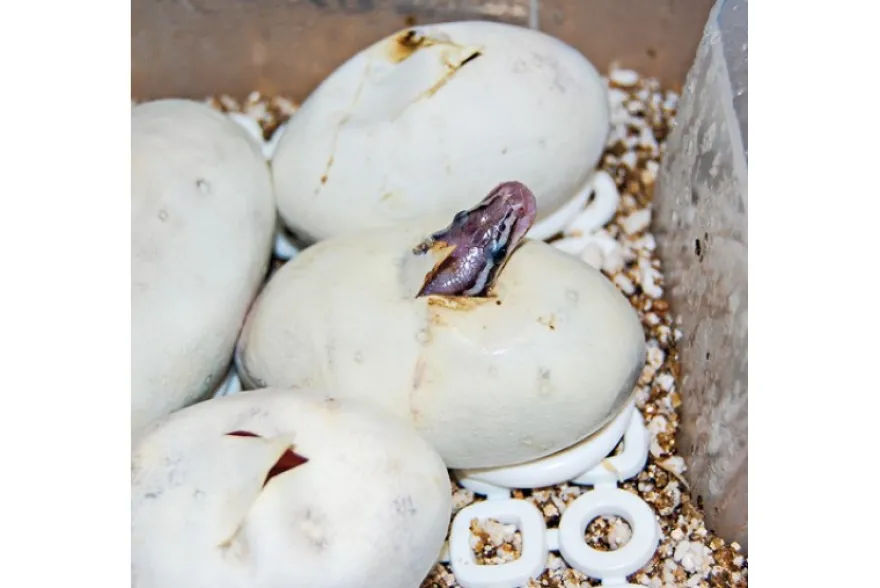 Lucky Reptile Herp Nursery III, Brut- & Klimaschrank