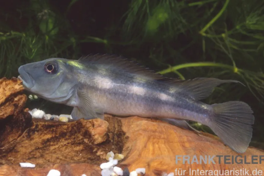 Löwenkopfcichlide, Steatocranus tinanti, 5-9 cm