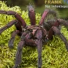 Machala-Vogelspinne, Pamphobeteus machala