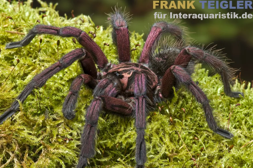 Machala-Vogelspinne, Pamphobeteus machala