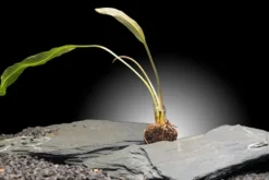 Madagaskar-Aponogeton, Aponogeton madagascariensis var. henkelianus