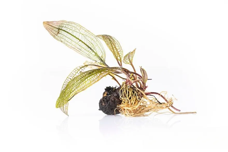 Madagaskar-Aponogeton, Aponogeton madagascariensis var. madagascariensis (fenestralis)