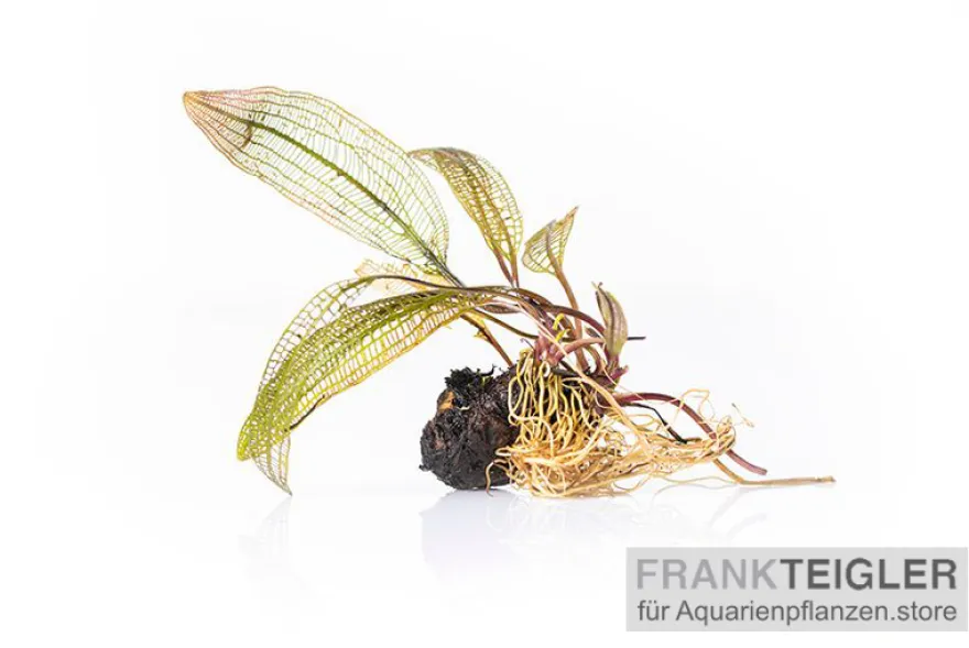 Madagaskar-Aponogeton, Aponogeton madagascariensis var. madagascariensis (fenestralis)