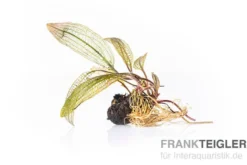 Madagaskar-Aponogeton, Aponogeton madagascariensis var. madagascariensis (fenestralis)