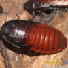 Madagaskar-Fauchschabe, Gromphadorhina portentosa