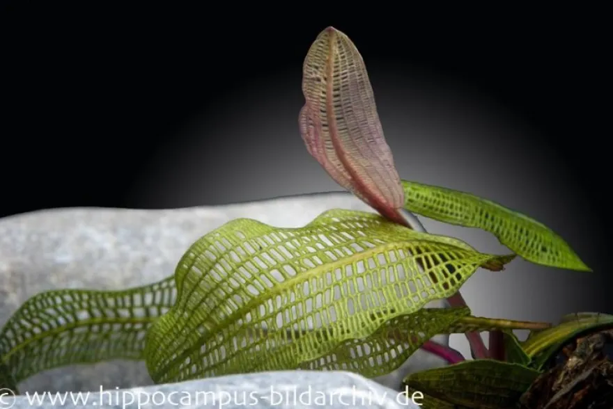 Madagaskar-Gitterpflanze, Aponogeton madagascariensis, lose Knolle
