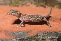 Madagaskar Großkopfgecko, Paroedura picta