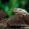 Madagaskar-Riedfrosch, Heterixalus madagascariensis