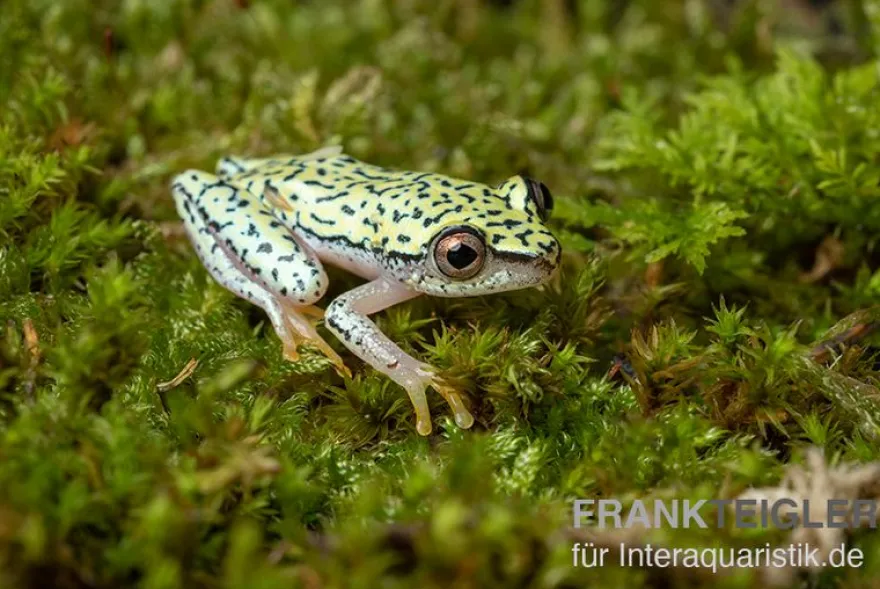 Madagaskar-Riedfrosch, Heterixalus madagascariensis