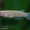 Madras-Hechtling, Aplocheilus blockii