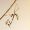 Mainzelmann Mantis, Empusa hedenborgii