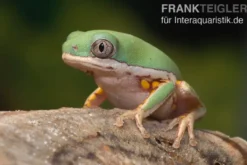 Makifrosch, Phyllomedusa hypochondrialis