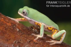 Makifrosch, Phyllomedusa hypochondrialis