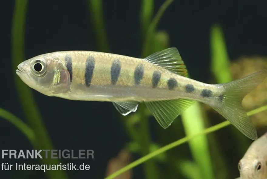 Makrelenbarbe, Barilius pulchellus/Opsarius pulchellus