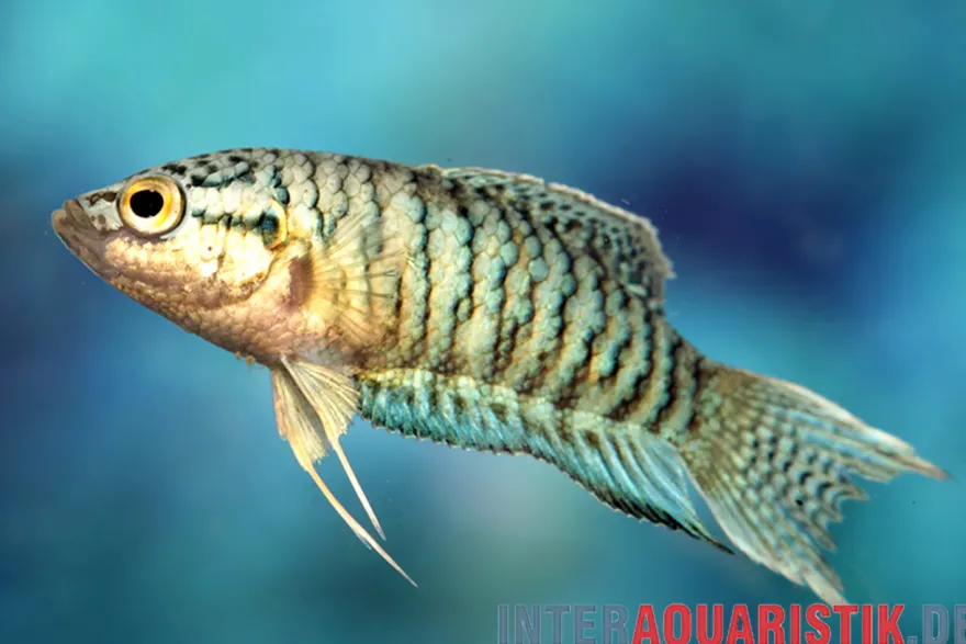 Makropode Blue Snakeskin, Macropodus opercularis