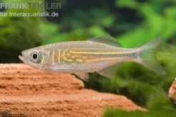 Malabarbärbling, Devario aequipinnatus