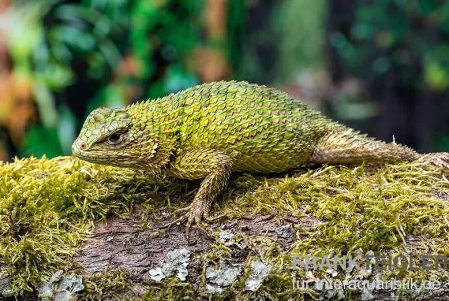 Malachit-Stachelleguan, Sceloporus malachiticus, gemischt