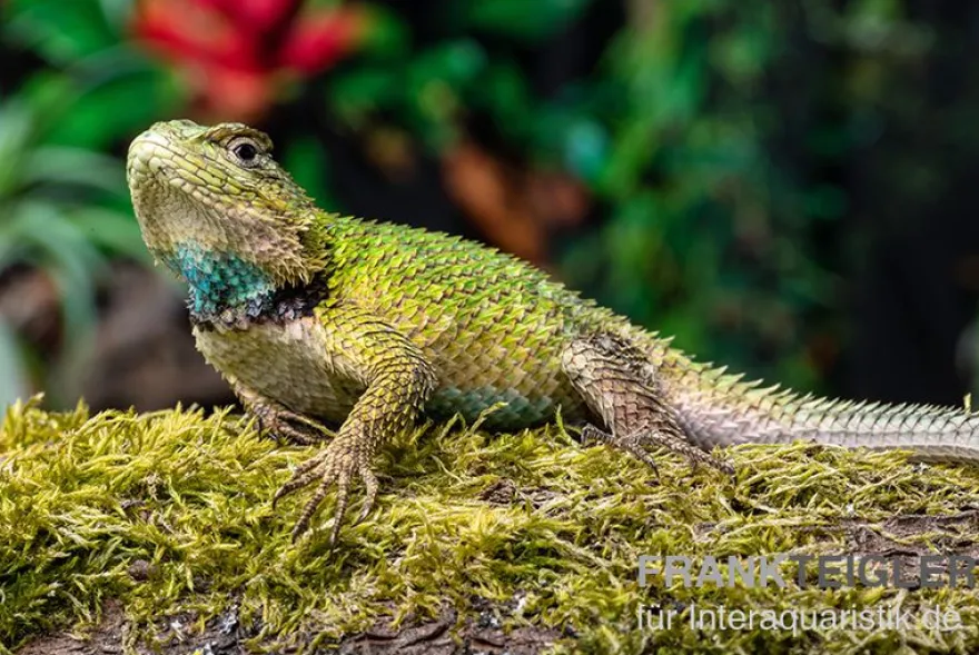 Malachit-Stachelleguan, Sceloporus malachiticus, gemischt