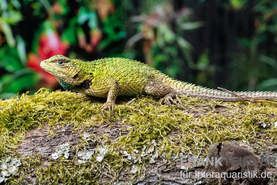 Malachit-Stachelleguan, Sceloporus malachiticus, gemischt
