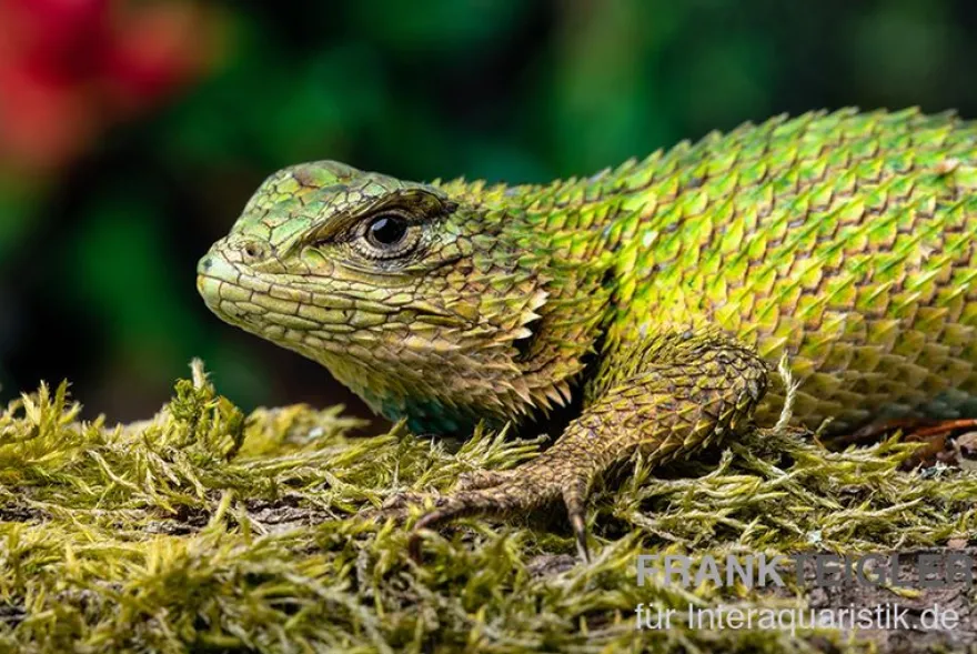 Malachit-Stachelleguan, Sceloporus malachiticus, gemischt