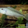 Malawisee Forellencichlide, Champsochromis caeruleus