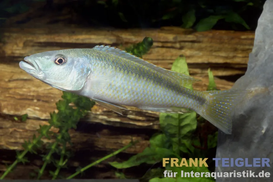 Malawisee Forellencichlide, Champsochromis caeruleus