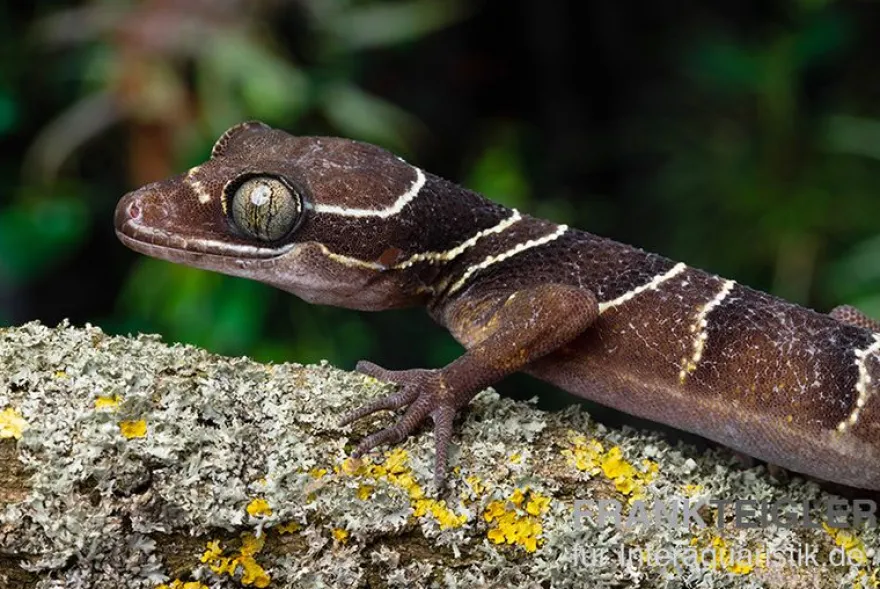 Malayischer Bogenfingergecko, Cyrtodactylus pulchellus