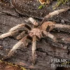 Malaysia-Vogelspinne, Coremiocnemis cunicularia