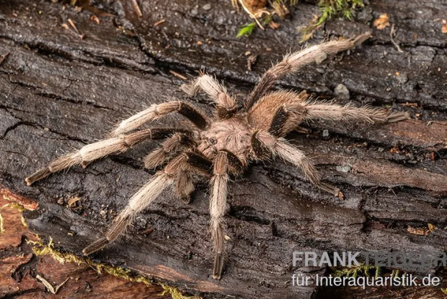 Malaysia-Vogelspinne, Coremiocnemis cunicularia