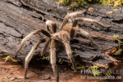 Malaysia-Vogelspinne, Coremiocnemis cunicularia