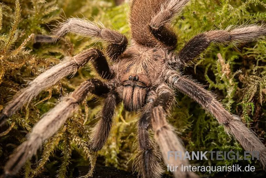 Malaysia-Vogelspinne, Coremiocnemis cunicularia