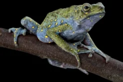 Malaysische Baumkröte, Rentapia flavomaculata