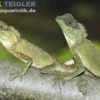Malaysischer Nackenstachler, Acanthosaura armata