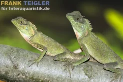 Malaysischer Nackenstachler, Acanthosaura armata
