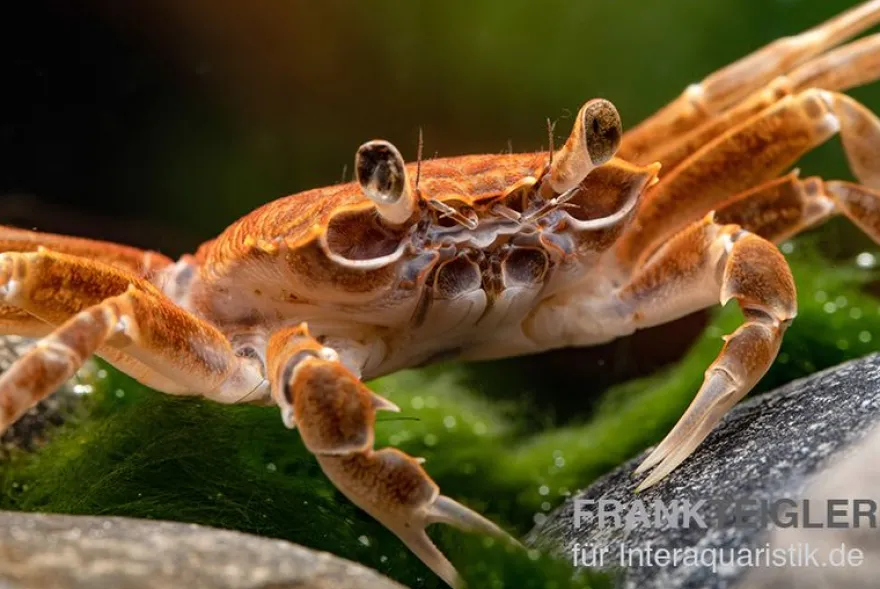 Malilikrabbe, Nautilothelphusa zimmeri, Zufällig ausgewählt