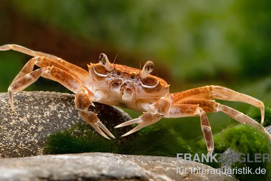 Malilikrabbe, Nautilothelphusa zimmeri, Zufällig ausgewählt