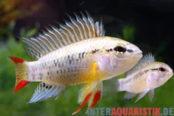Manacacias-Zwergbuntbarsch, Apistogramma D24, 3-4 cm
