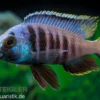 Mandalawi-Maulbrüter, Placidochromis "Electra Superior", DNZ