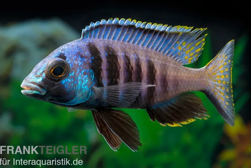 Mandalawi-Maulbrüter, Placidochromis "Electra Superior", DNZ