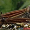 Mandube-Wels, Trachelyopterichthys taeniatus