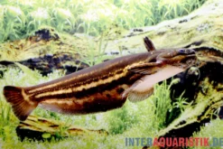Mandube-Wels, Trachelyopterichthys taeniatus