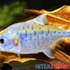 Manuels Piranha, Serrasalmus manueli
