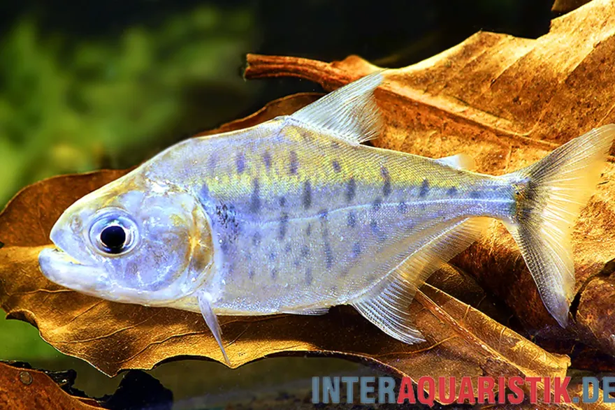 Manuels Piranha, Serrasalmus manueli
