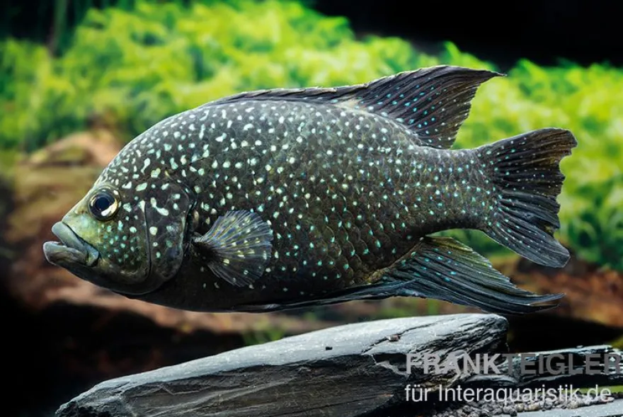 Marakeli-Buntbarsch, Paratilapia polleni