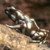 Marañón-Baumsteiger, Excidobates mysteriosus