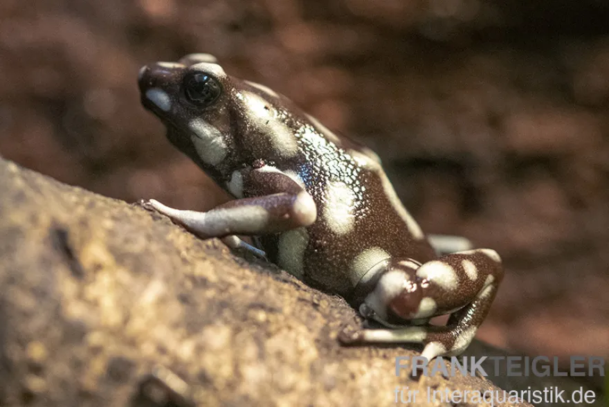 Marañón-Baumsteiger, Excidobates mysteriosus