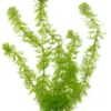 Marina Aquascaper Hornwort 30 cm